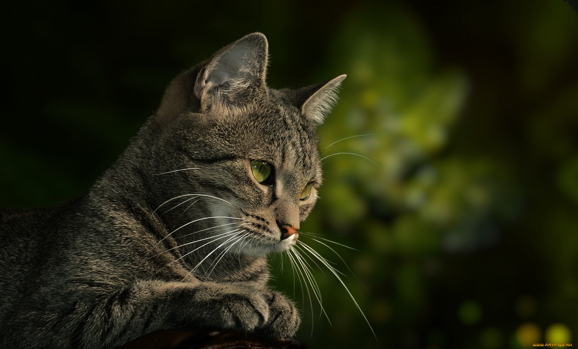 Котик на зеленом фоне. Кошка на зеленом фоне. Коты на зелёном фоне. Хитрый кот. Кошка на салатовом фоне.